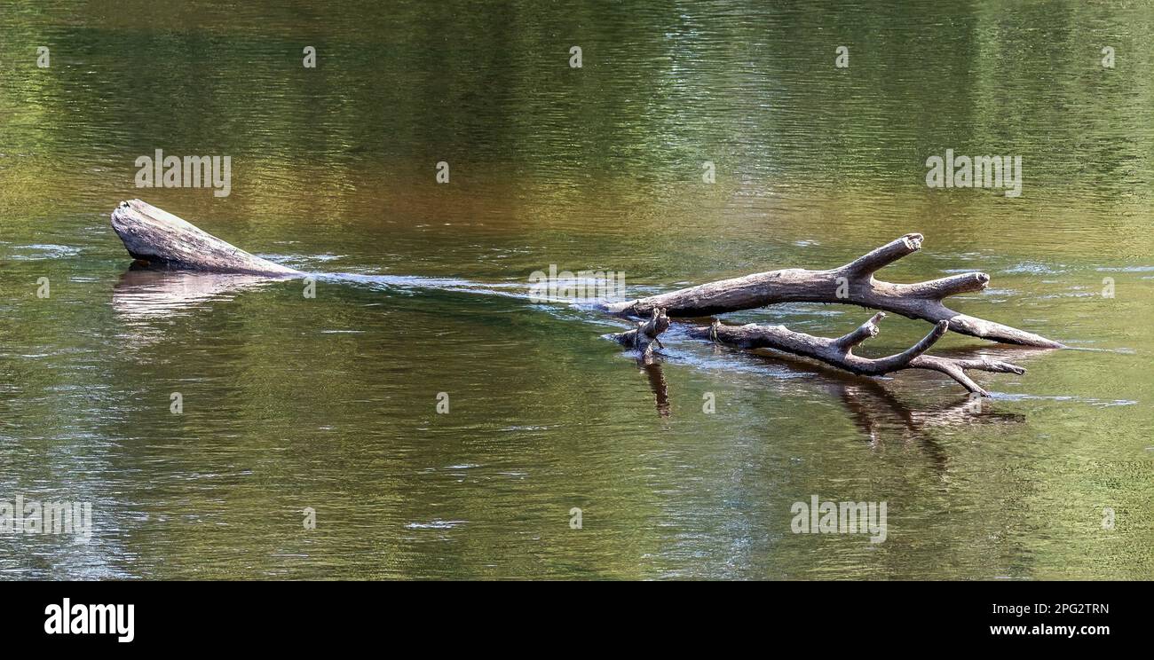 Driftwood in the St. Croix River at St. Croix State Park in Hinckley