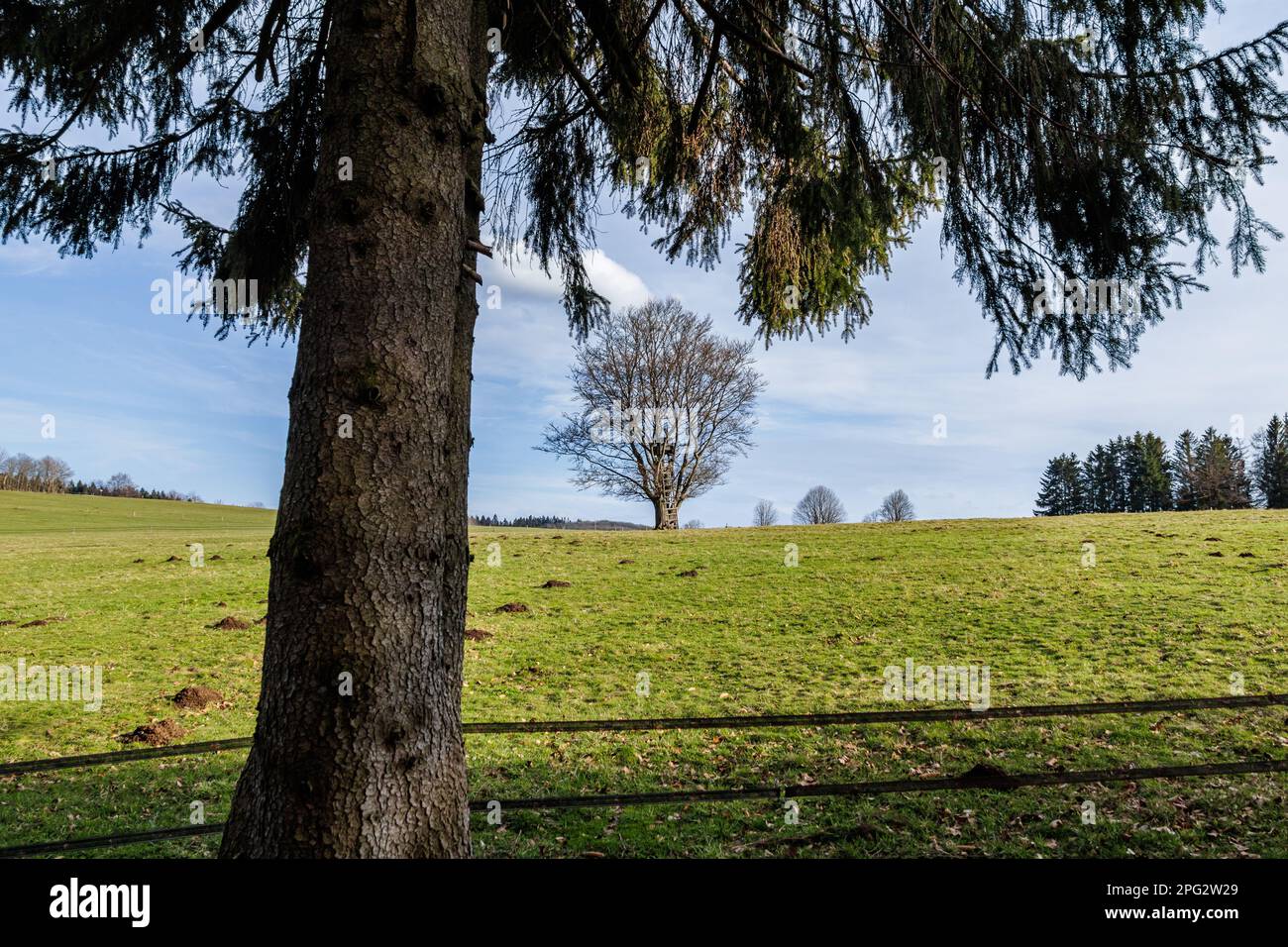 a tree without leaves with a hide for hunters on a green meadow under a blue sky Stock Photo
