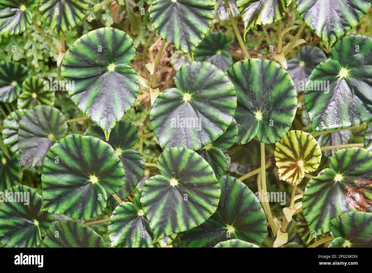 Green leaves of plant Begonia mazae. Begonia mazae is a species of flowering plant in the family Begoniaceae, native to southeastern Mexico. Stock Photo