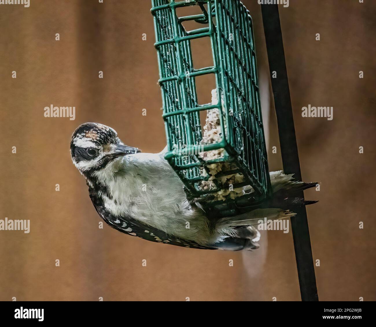 Male downy woodpecker eating suet from a backyard suet feeder on a summer day in Taylors Falls