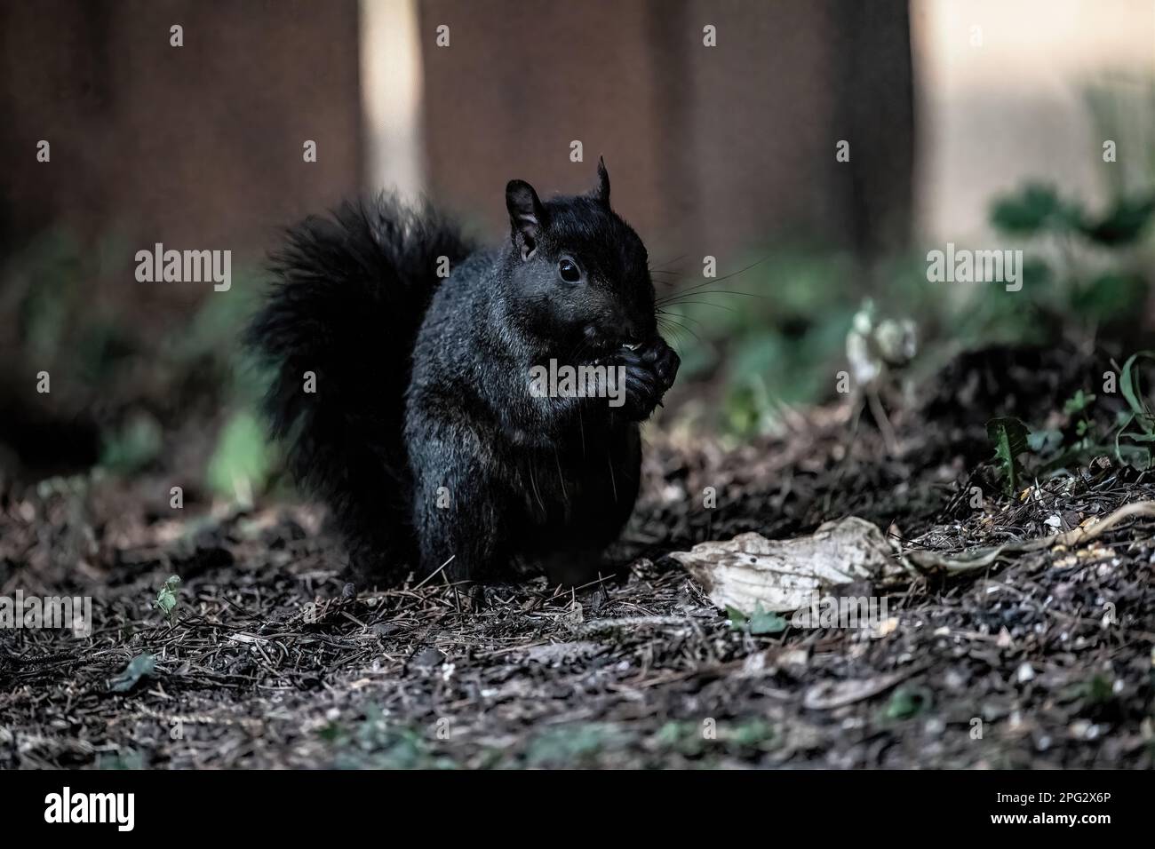 Black rodent hires stock photography and images Alamy