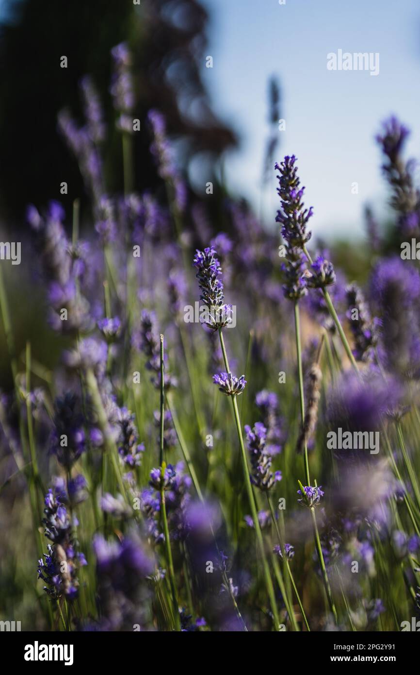 Verbena Panpin