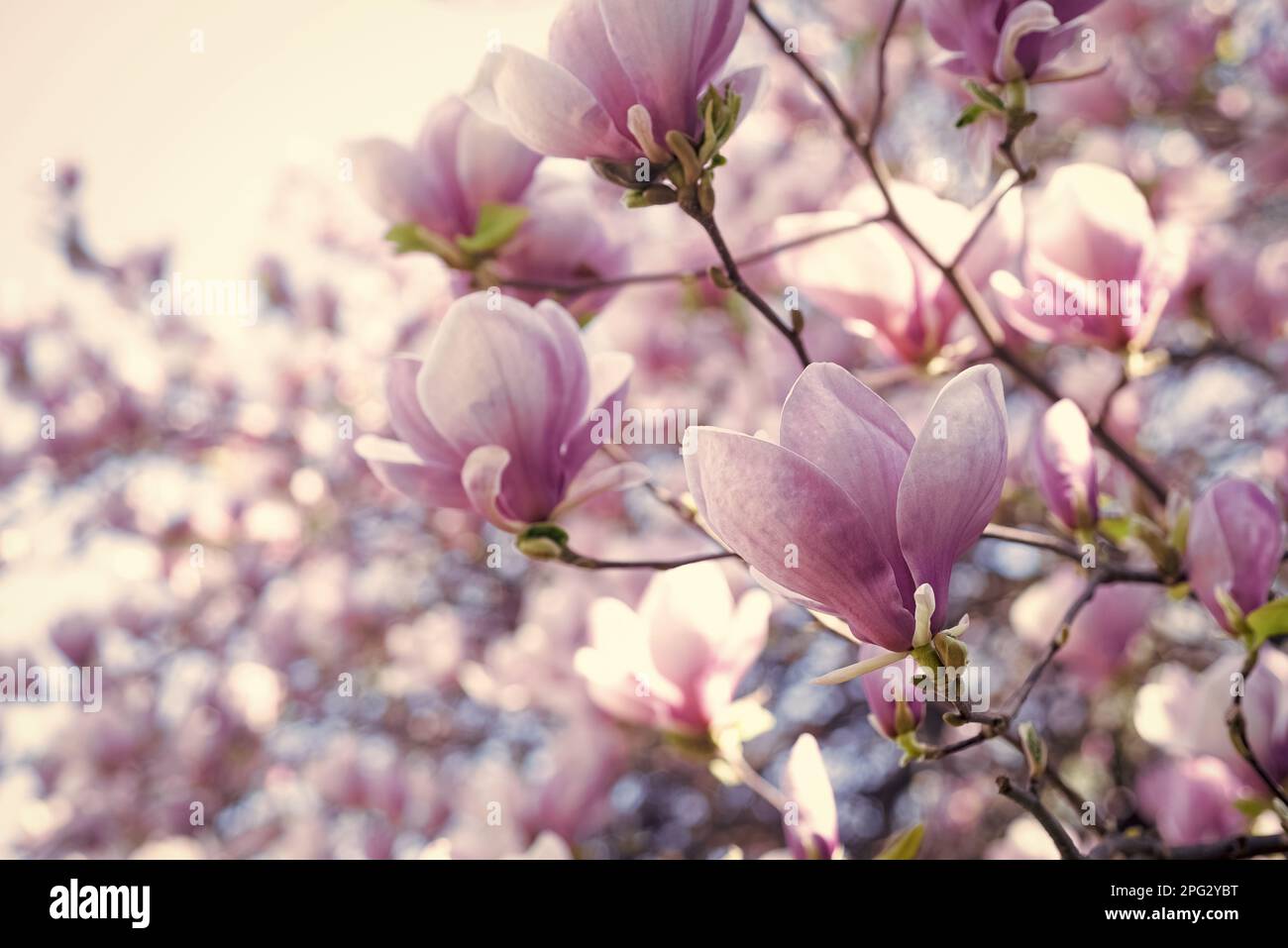 pink flowers of blooming magnolia tree in spring. macro Stock Photo - Alamy