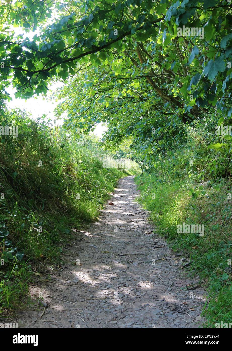 Country Lane leading away from Beckland Woods North Devon Coast Stock
