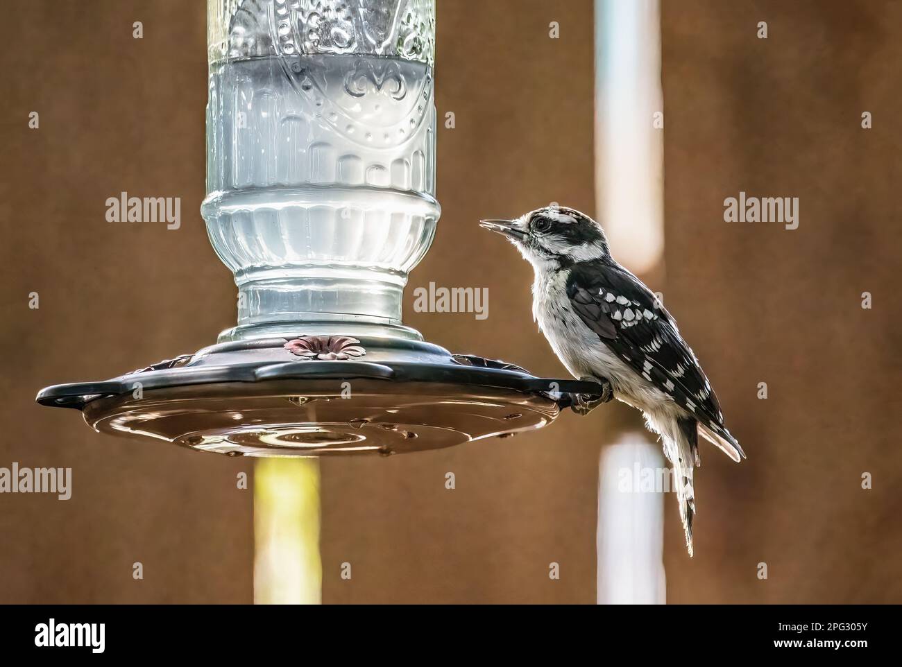 Male downy woodpecker perched on a backyard hummingbird feeder in the summer in Taylors Falls, Minnesota USA. Stock Photo