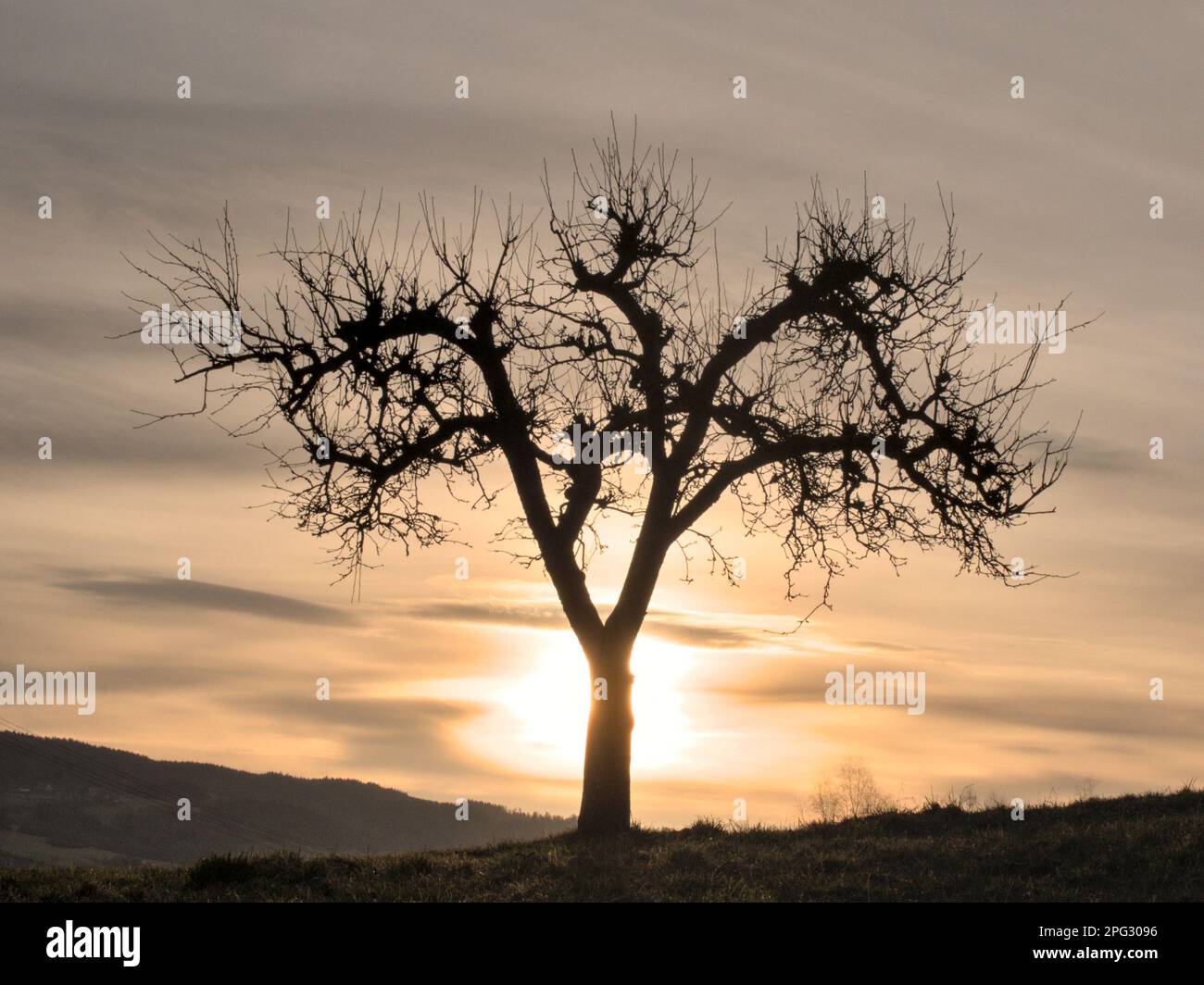 A silhouette of a single tree in a grassy field with a stunning sunset ...