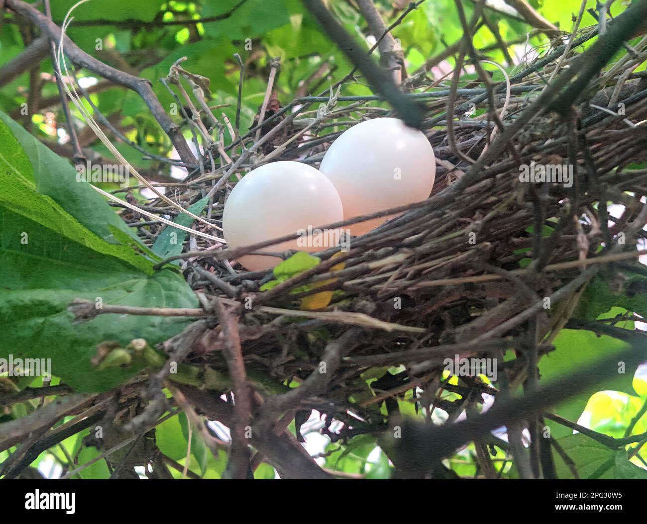 A beautiful bird egg stock photos and Photography Stock Photo - Alamy