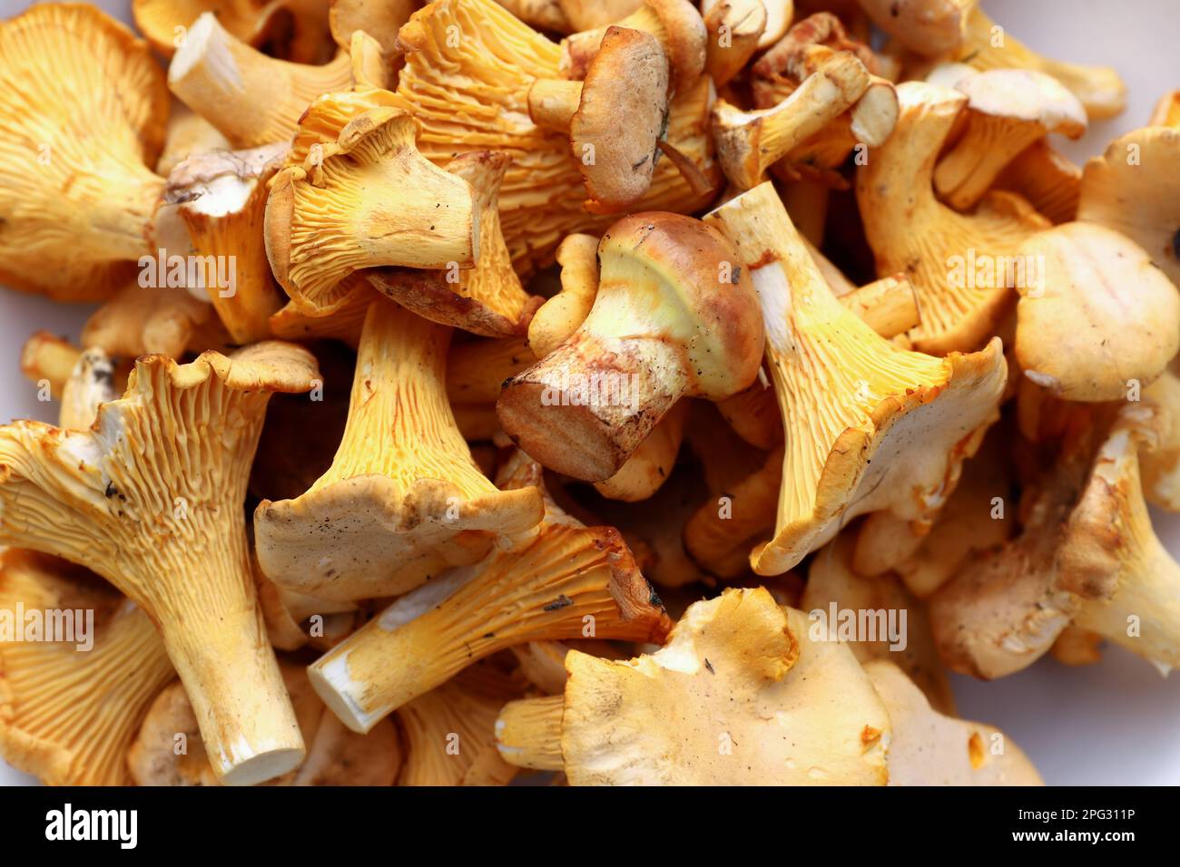 Chanterelle also Golden chanterelle - a tasty edible mushroom Stock Photo