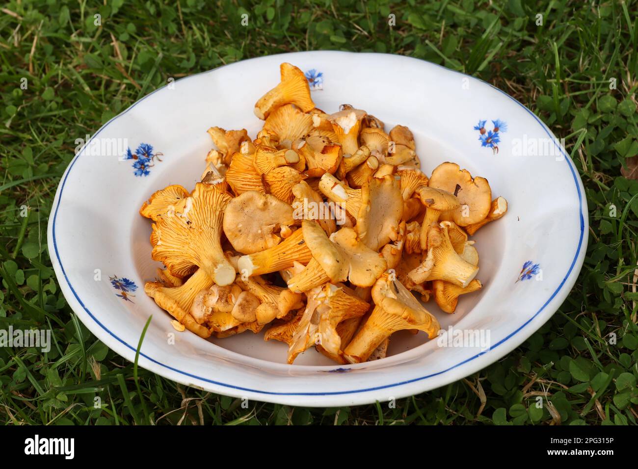 Chanterelle also Golden chanterelle - a tasty edible mushroom Stock Photo