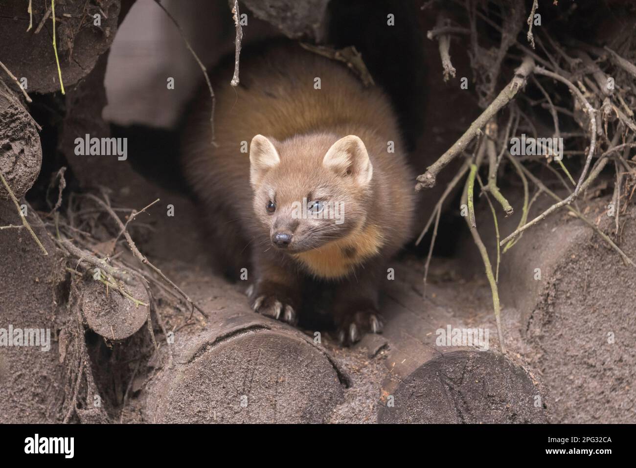 European Pine Marten (Martes martes). Adult in a pile of wood. Germany Stock Photo
