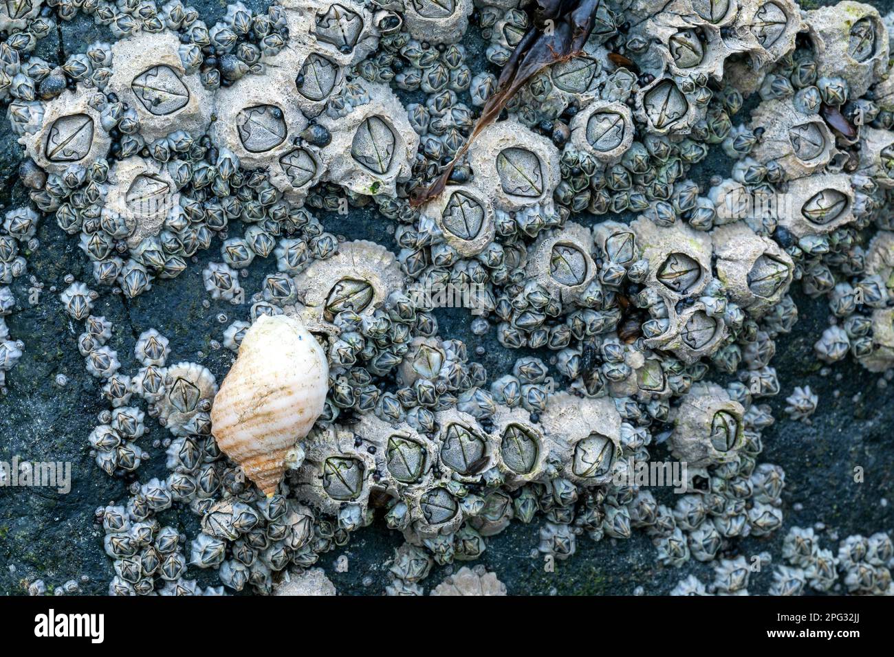 Dog Whelk, Atlantic Dog winkle (Nucella lapillus) on common barnacles
