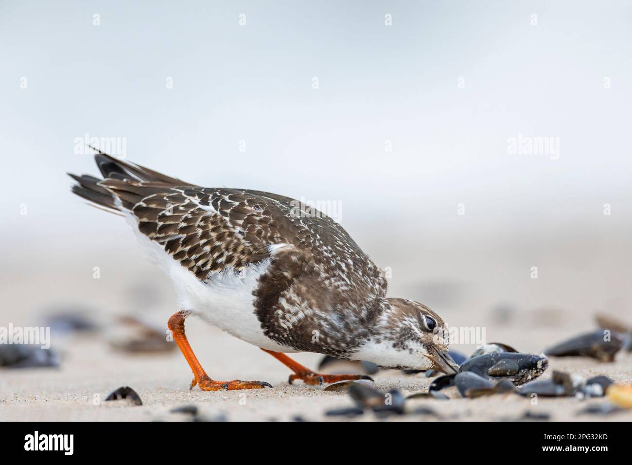 Ruddy Turnstone (Arenaria interpres) in non-breeding examines a mussel to find out if it still contains meat. Denmark Stock Photo