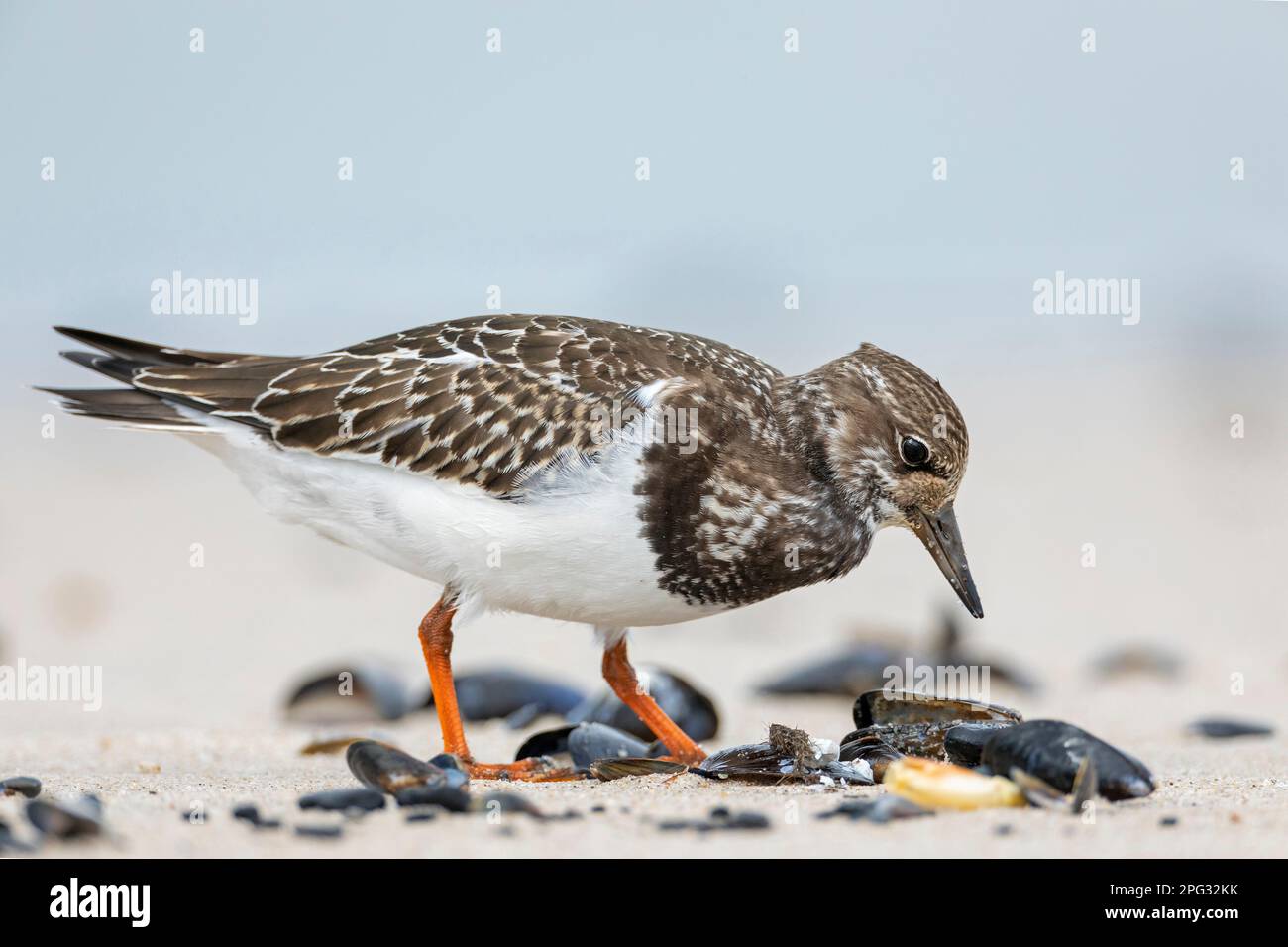 Ruddy Turnstone (Arenaria interpres) in non-breeding plumage finds a closed mussel on the beach. Denmark Stock Photo