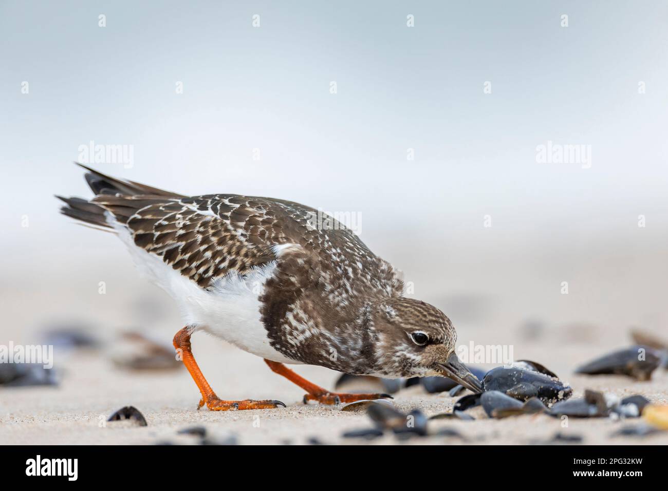 Ruddy Turnstone (Arenaria interpres) in non-breeding examines a mussel to find out if it still contains meat. Denmark Stock Photo