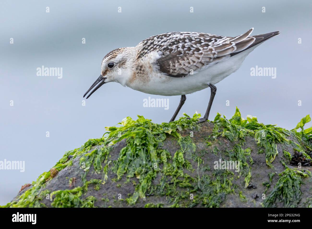 A juvenile Sanderling (Calidris alba) forages among sea lettuce on a rock. Denmark Stock Photo
