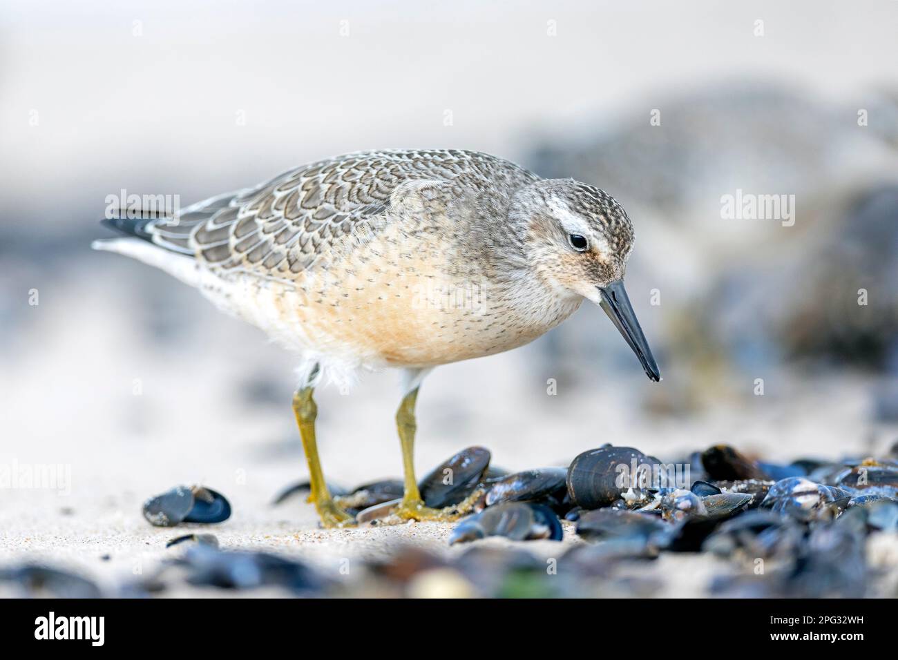 A Red Knot (Calidris canutus) stands in front of washed up mussels and