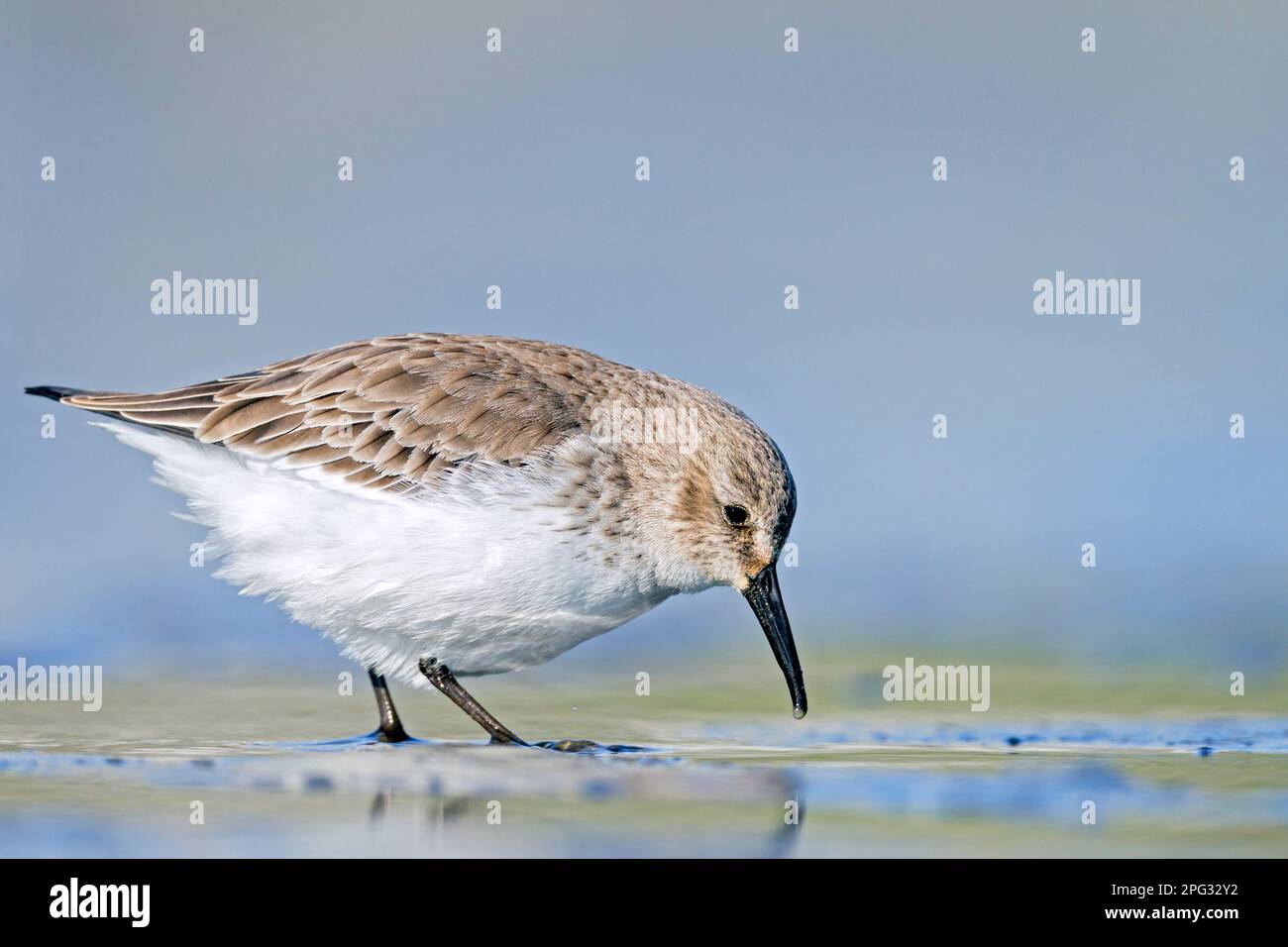 Dunlin (Calidris alpina). Adult in non-breeding plumage foraging in shallow water. Germany Stock Photo