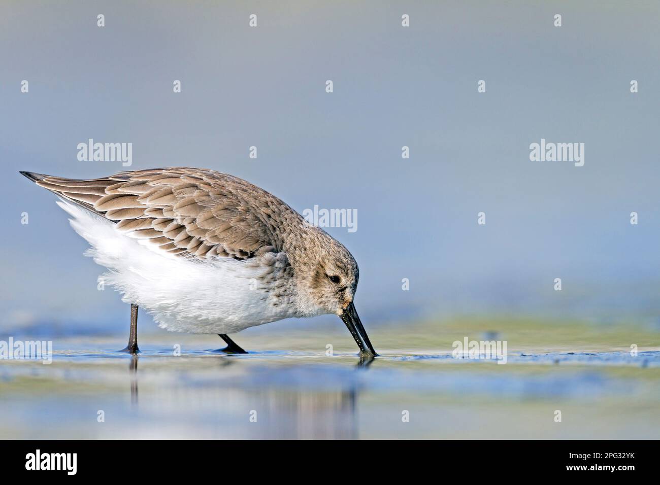 Dunlin (Calidris alpina). Adult in non-breeding plumage foraging in shallow water. Germany Stock Photo