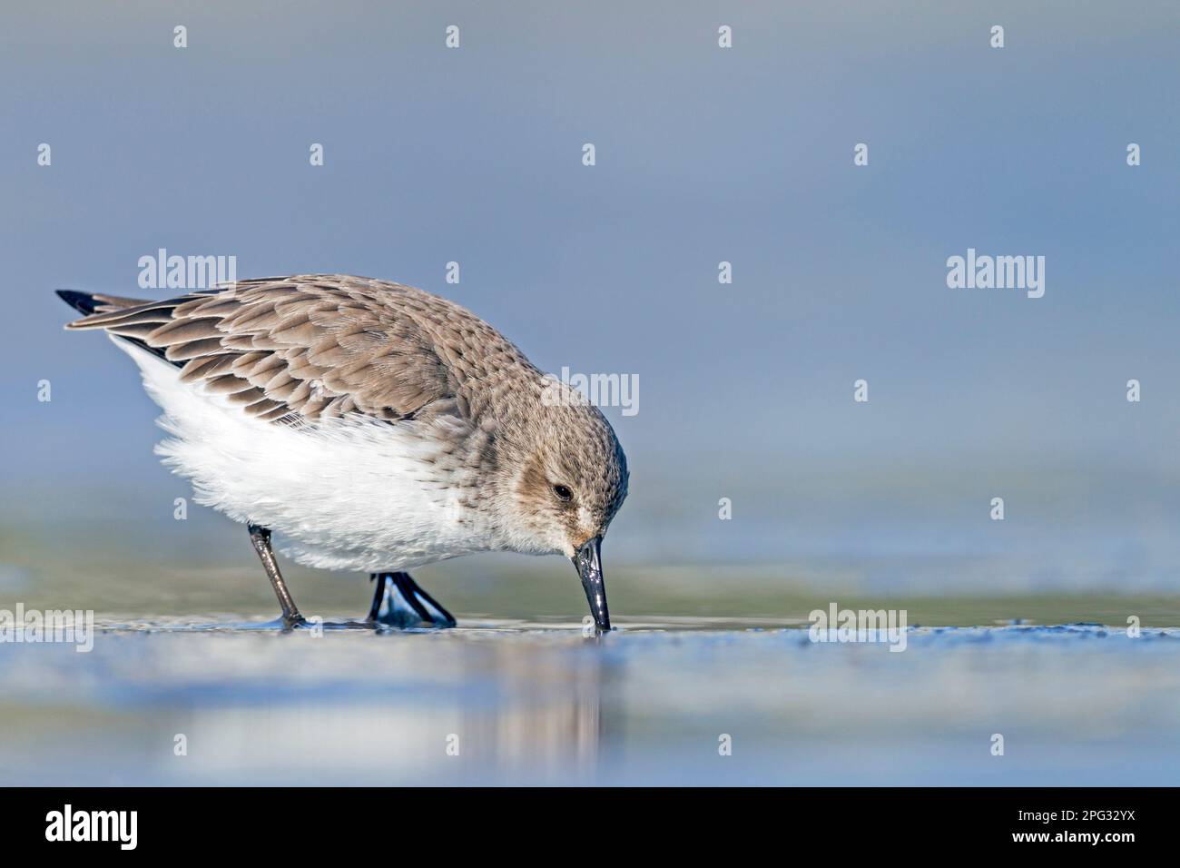 Dunlin (Calidris alpina). Adult in non-breeding plumage foraging in shallow water. Germany Stock Photo