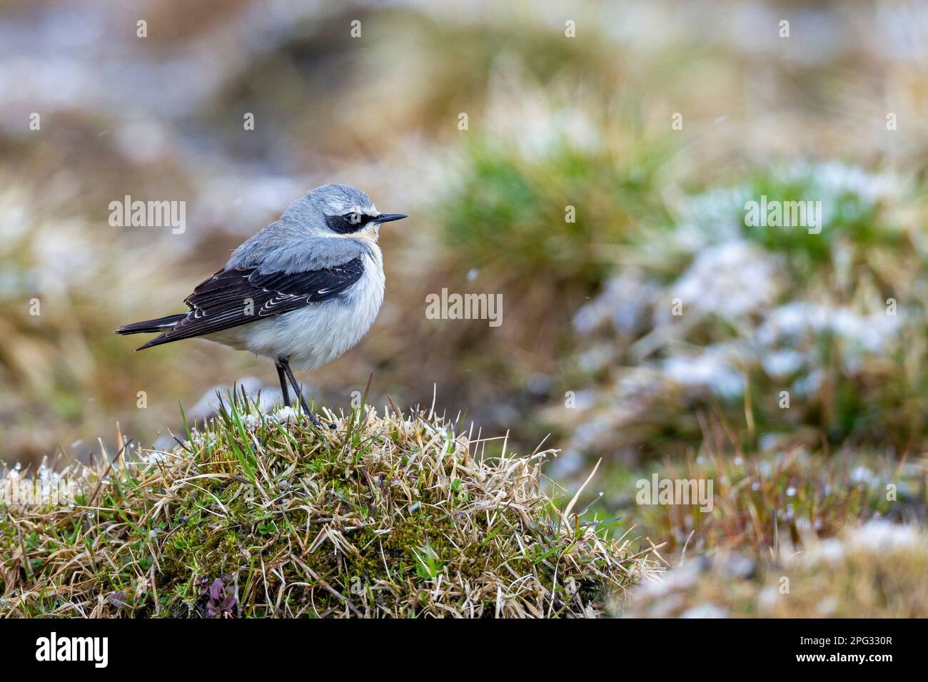 Northern Wheatear (Oenanthe oenanthe). Male standing on grass, Sweden Stock Photo