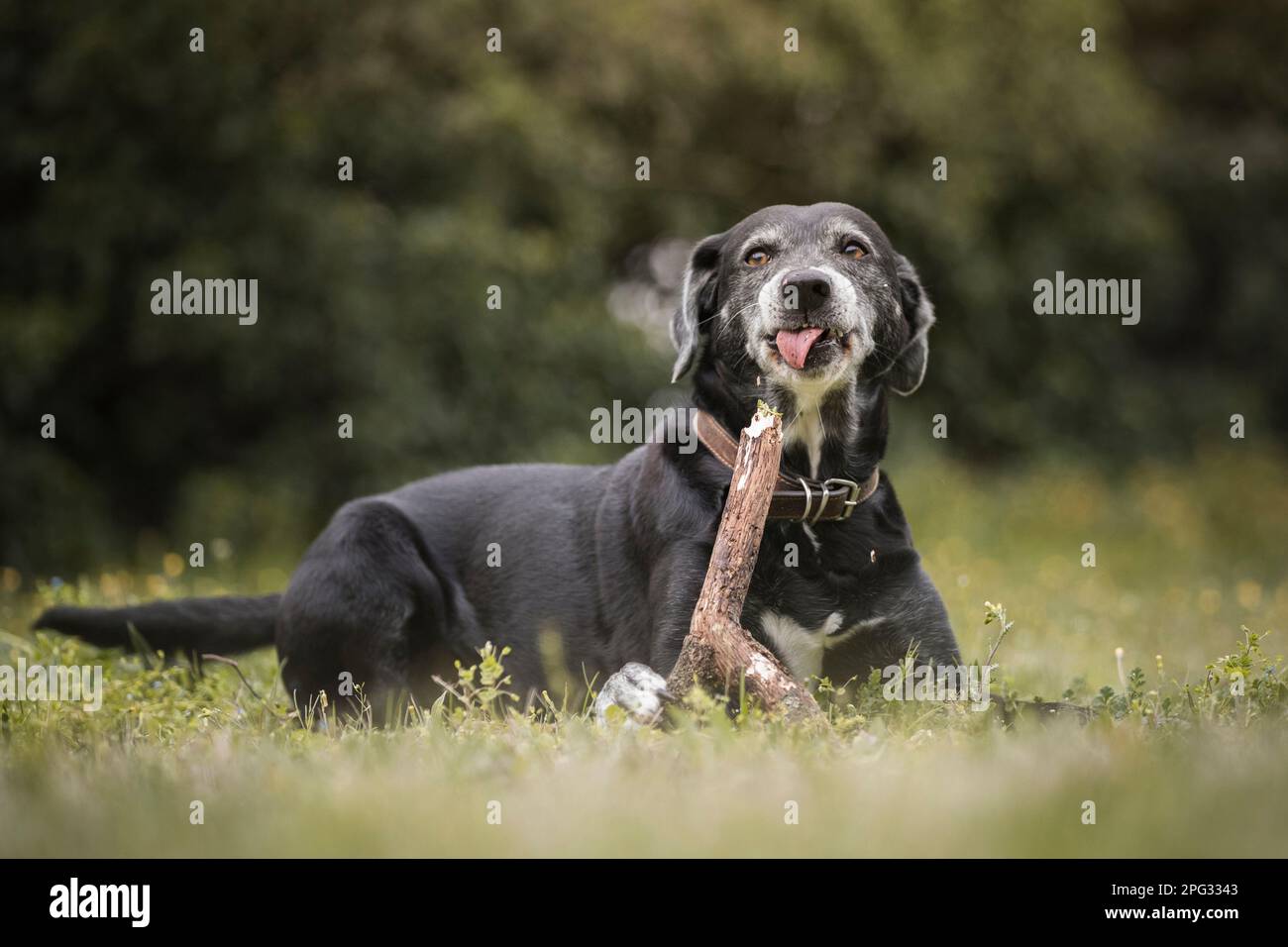 Labrador mix. An adult dog chews on a stick Stock Photo