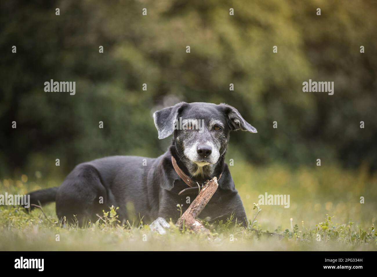 Labrador mix. An adult dog with a stick. Germany Stock Photo