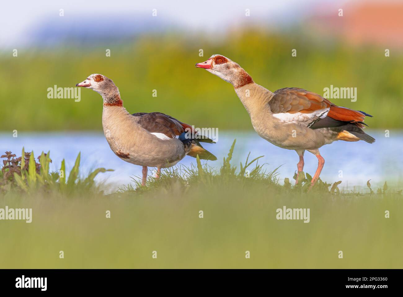 Egyptian goose (Alopochen aegyptiaca) bird couple alerted by water of shallow pond. This bird is a problematic quick reproductive invasive species in Stock Photo