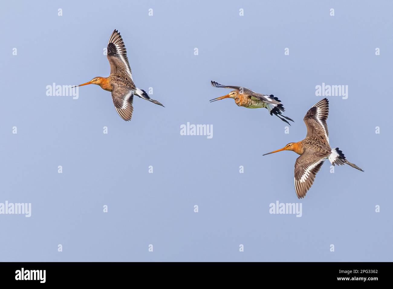 Black-tailed Godwits (Limosa limosa) chasing each other over territory dispute in natural grassland breeding habitat in the Netherlands. Wildlife scen Stock Photo