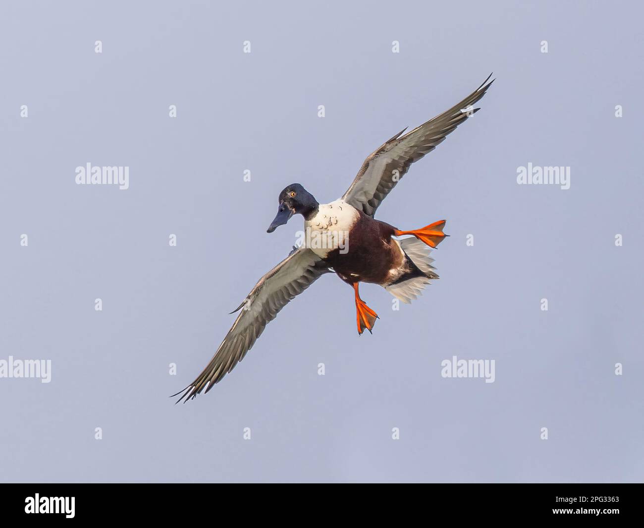 Common shelduck (Tadorna tadorna) flying and coming in for landing. This is a common waterfowl species. It is widespread, common and breeds in tempera Stock Photo
