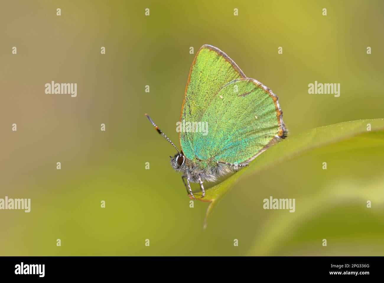 Green hairstreak (Callophrys rubi) butterfly resting on green leaf with green background. Wildlife scene of nature in Europe. Stock Photo