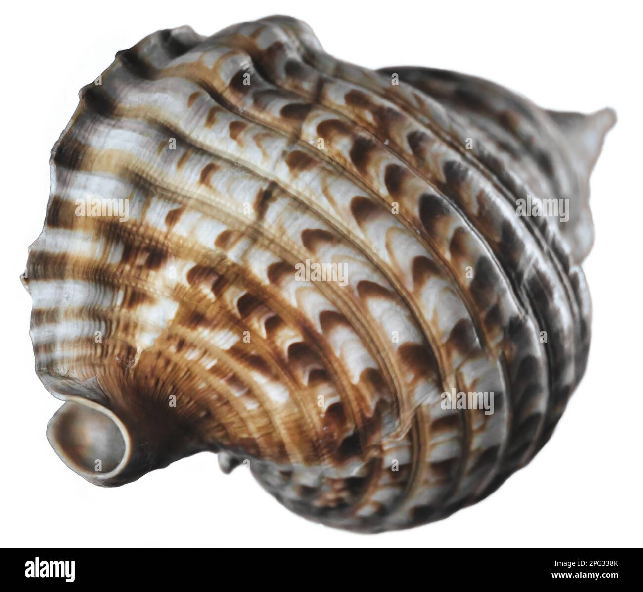 Atlantic smooth Cut Out Stock Images & Pictures - Alamy