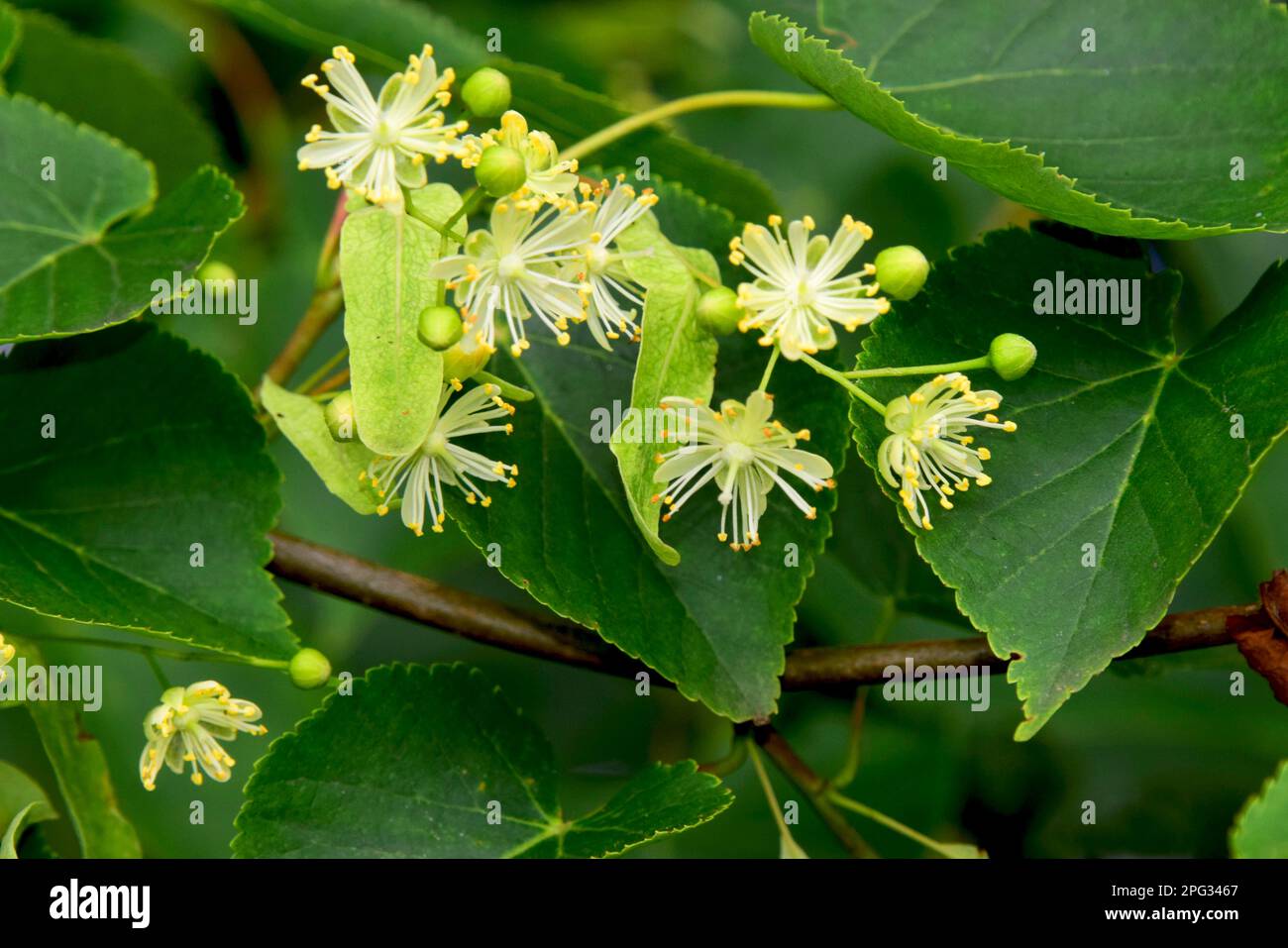 Little-leaved Lime (Tilia cordata), flowering branch in summer Stock Photo