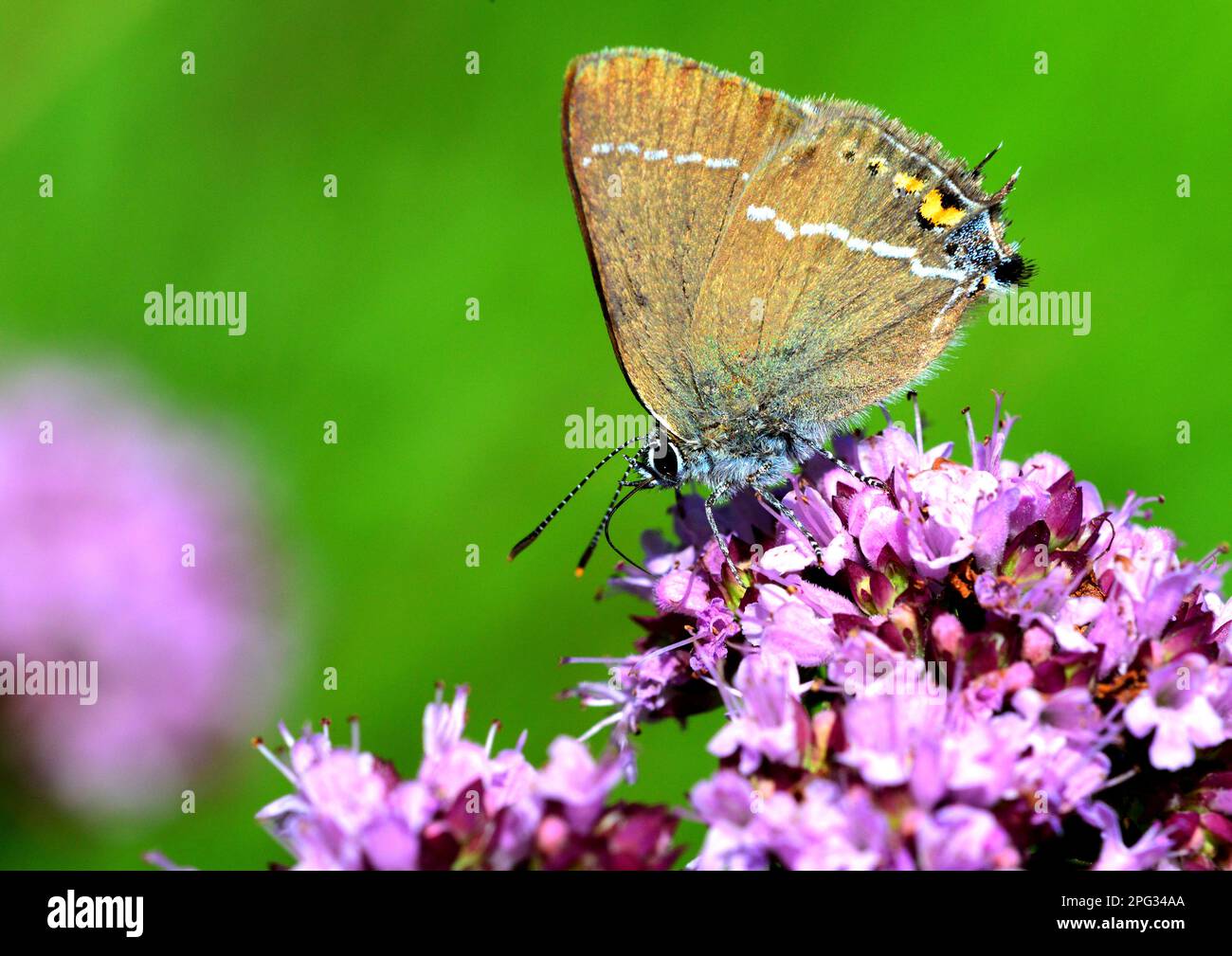 Blue Spot Hairstreak Butterfly (Satyrium spini) on Wild Majoram flower.  Germany Stock Photo