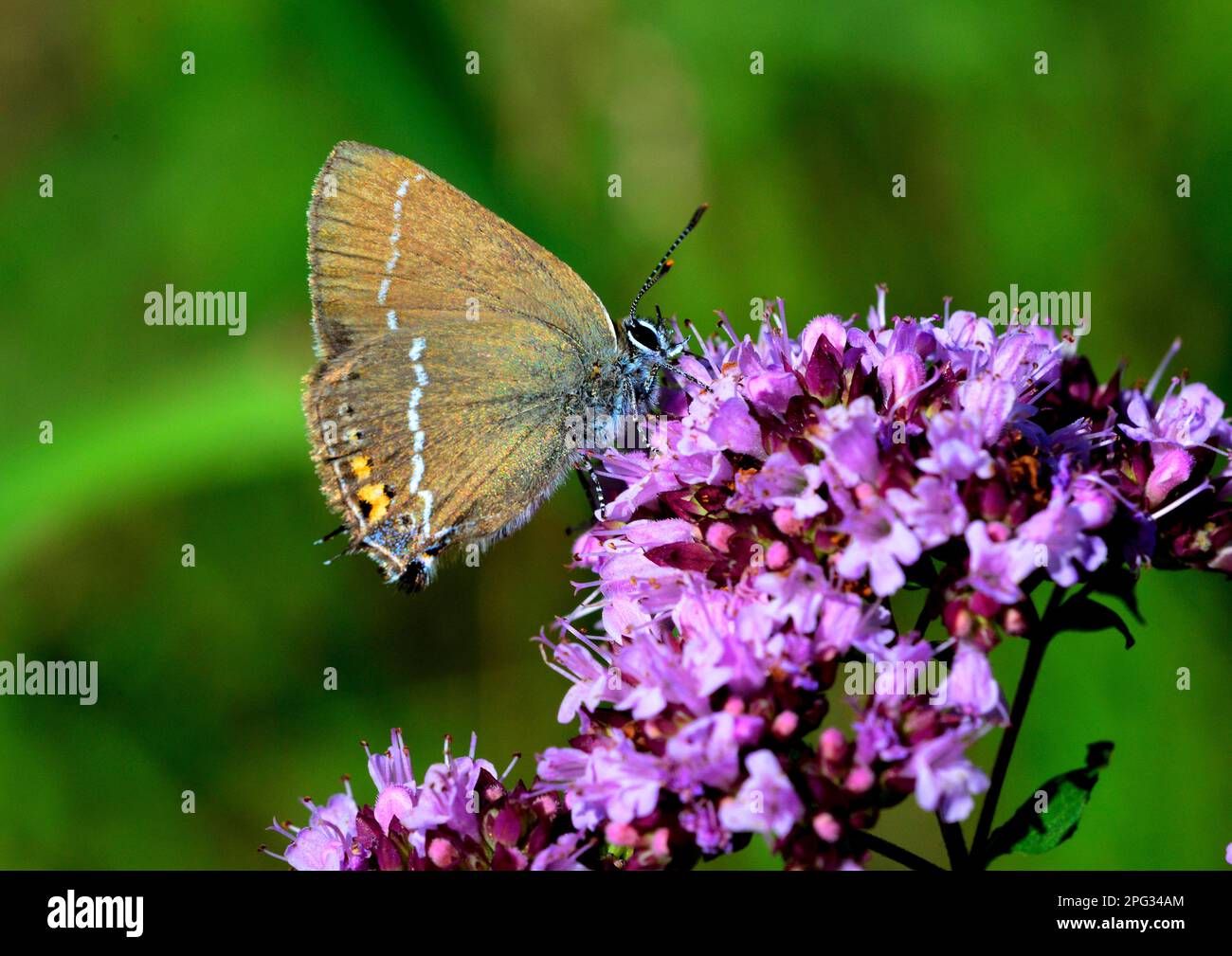 Blue Spot Hairstreak Butterfly (Satyrium spini) on Wild Majoram flower.  Germany Stock Photo