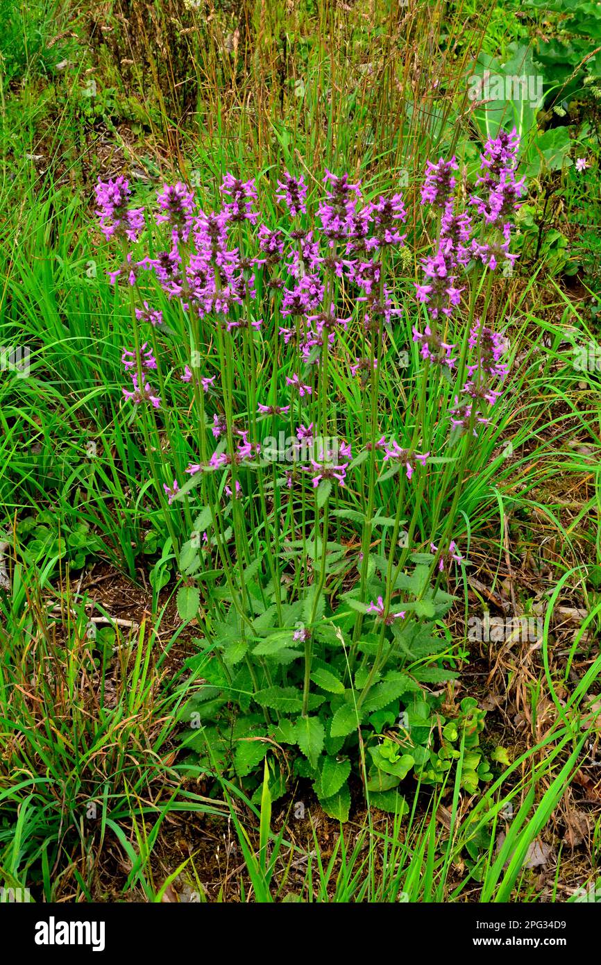 Betony, Wood Betony, Bishop's Wort (Betonica officinalis), flowering plants. Germany Stock Photo