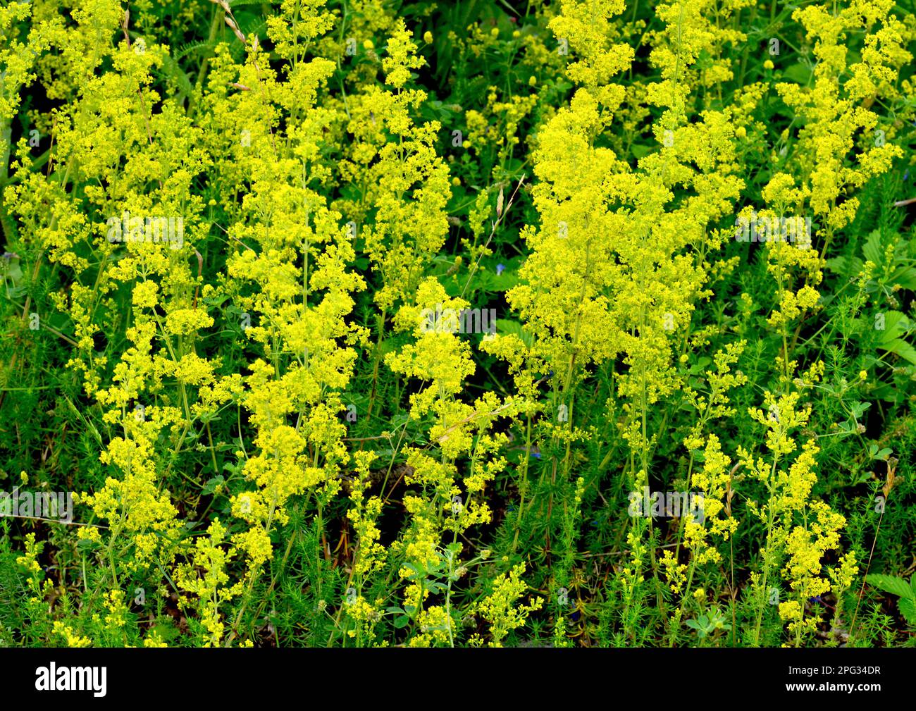 Ladys Bedstraw, Yellow Bedstraw (Galium verum), flowering plants. Germany Stock Photo