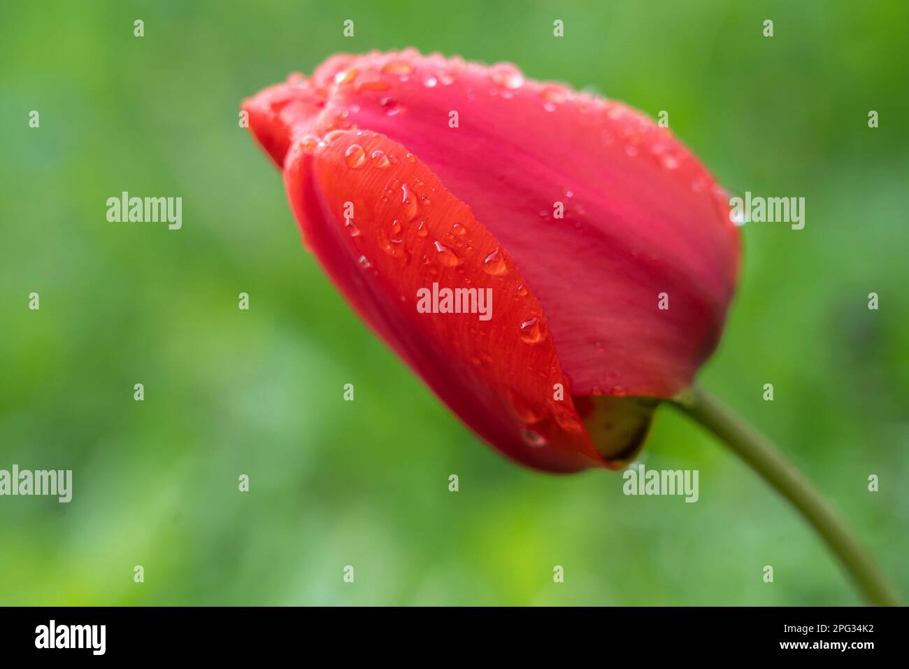 Tulipa tulipa sp hi-res stock photography and images - Alamy
