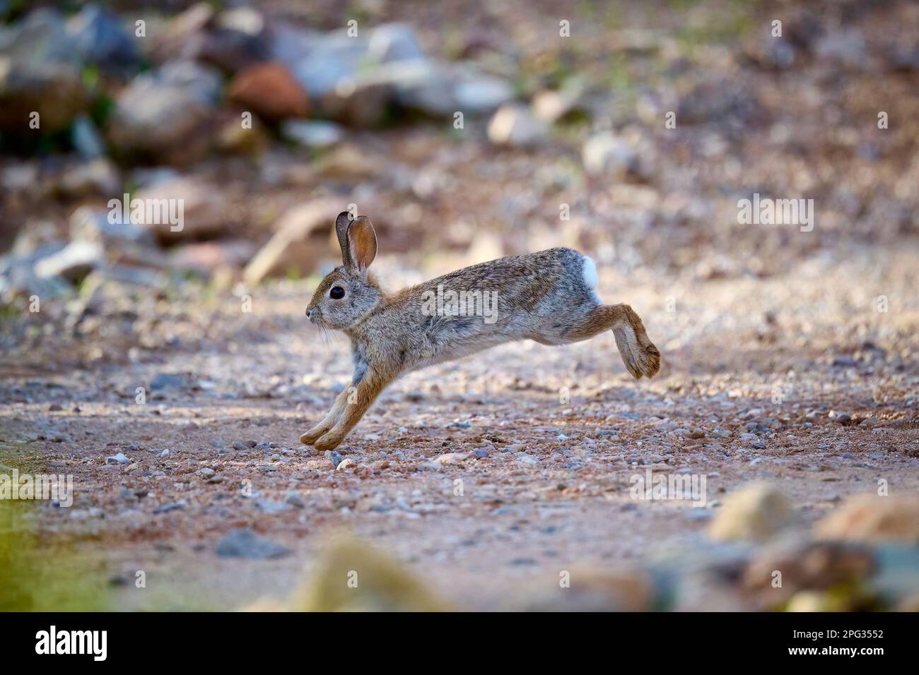 A desert cottontail rabbit, Sylvilagus audubonii, running through the Sonoran Desert. Tucson, Arizona, USA. Stock Photo