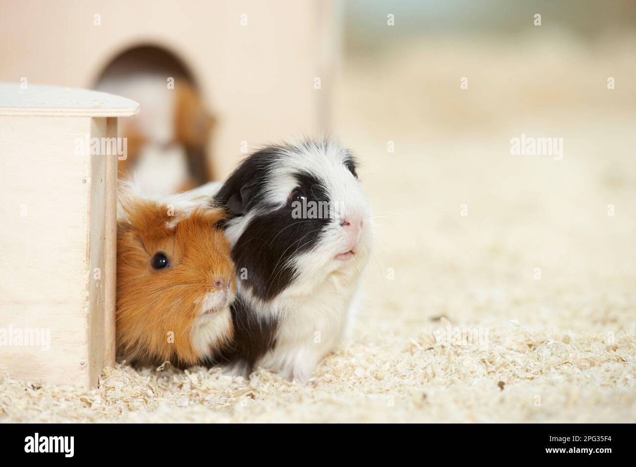 Two guinea pigs at the entrance to their wooden home. Germany Stock Photo