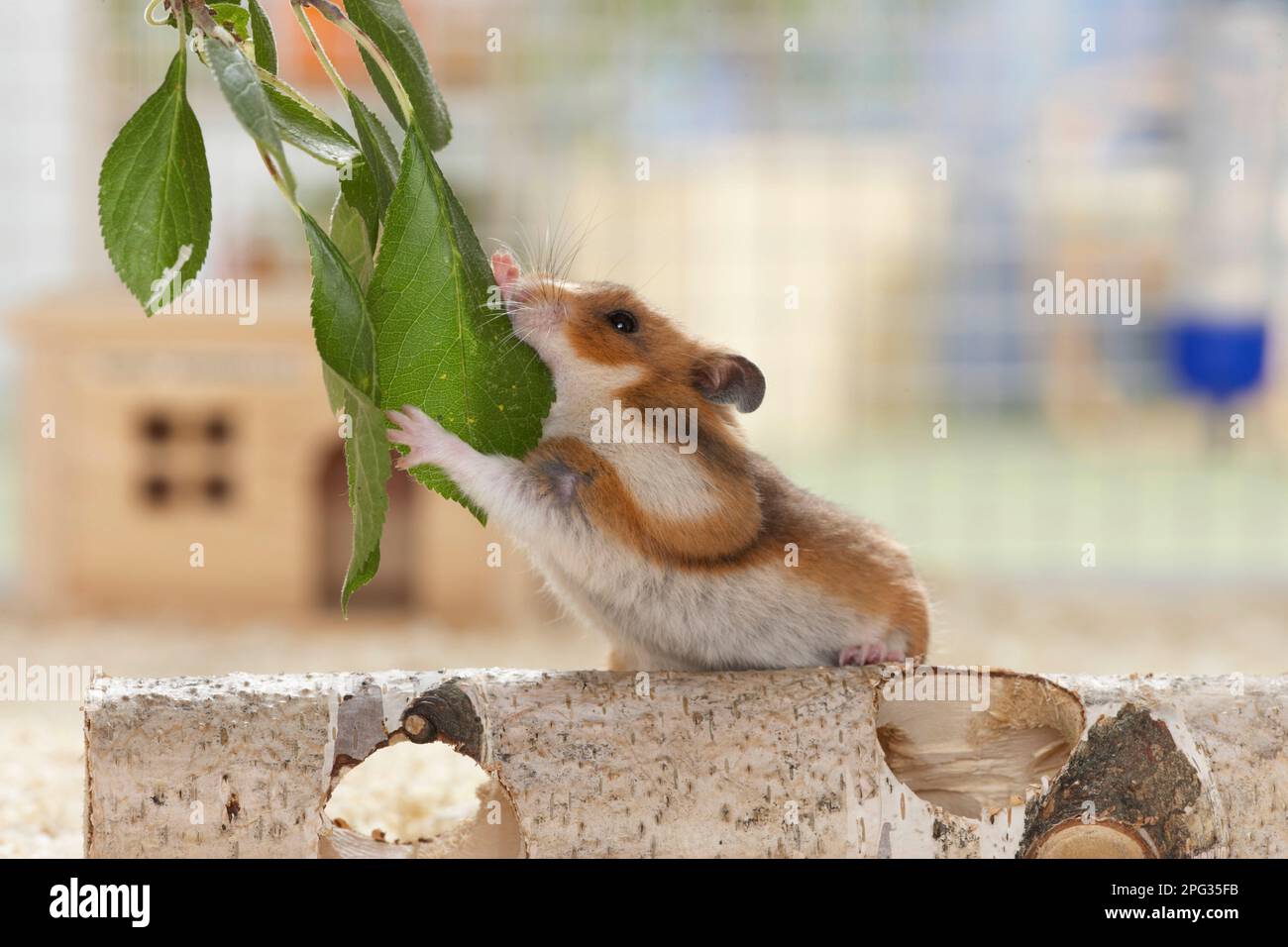 A pet golden hamster reaches out for a twig with leaves. Germany Stock Photo