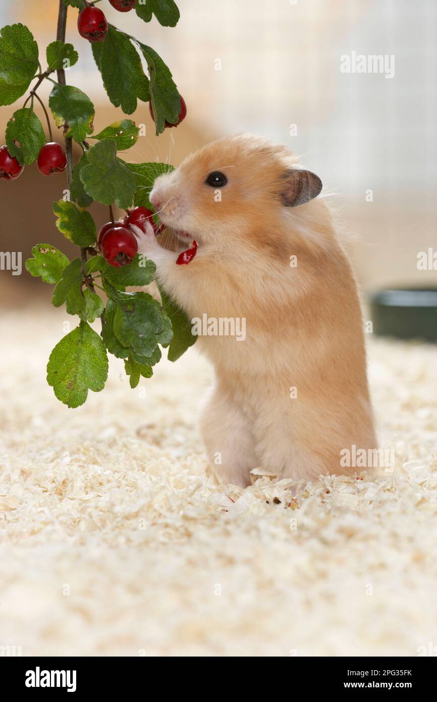 A pet golden hamster eating Hawthorn berries. Germany Stock Photo