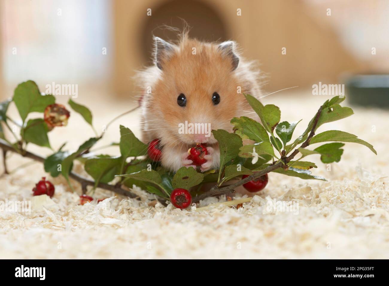A pet golden hamster eating Hawthorn berries. Germany Stock Photo
