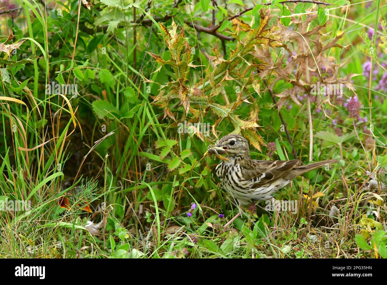 Meadow Pipit (Anthus pratensis). Patrent has captured a grasshopper and brings it to the well-hidden young. Germany Stock Photo