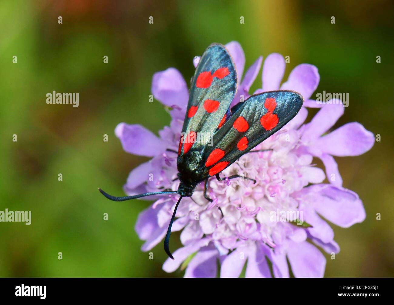 Burnet Moth (Zygaena ephialtes). Moth on Scabious (Knautia arvensis) flower. Germany Stock Photo