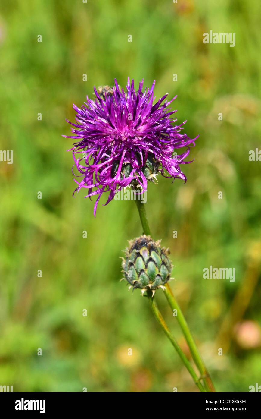 Greater Knapweed (Centaurea scabiosa). Flower and flower bud. Germany Stock Photo