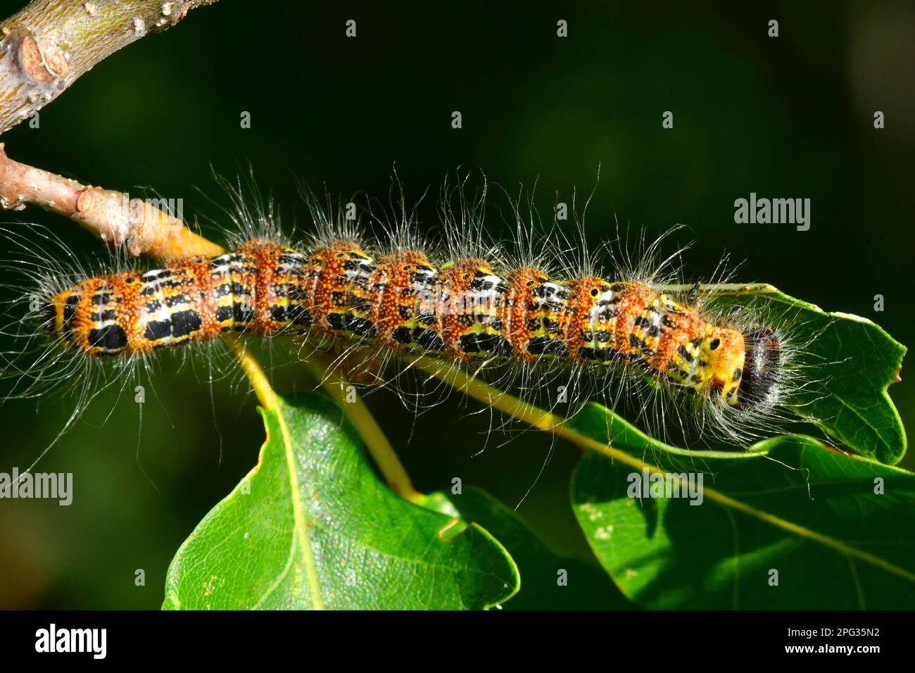Buff-tip Moth (Phalera bucephala). When the caterpillars are fully grown, they separate and seek the ground to pupate in a hole of their own making. Germany Stock Photo