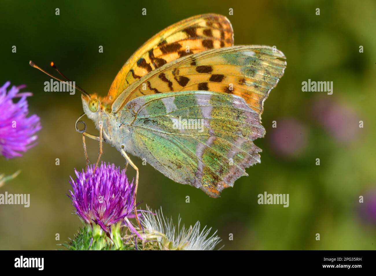 Silver-washed Fritillary (Argynnis paphia). Male suckling nectar from flowering Thistle (Cirsium sp.). Germany Stock Photo