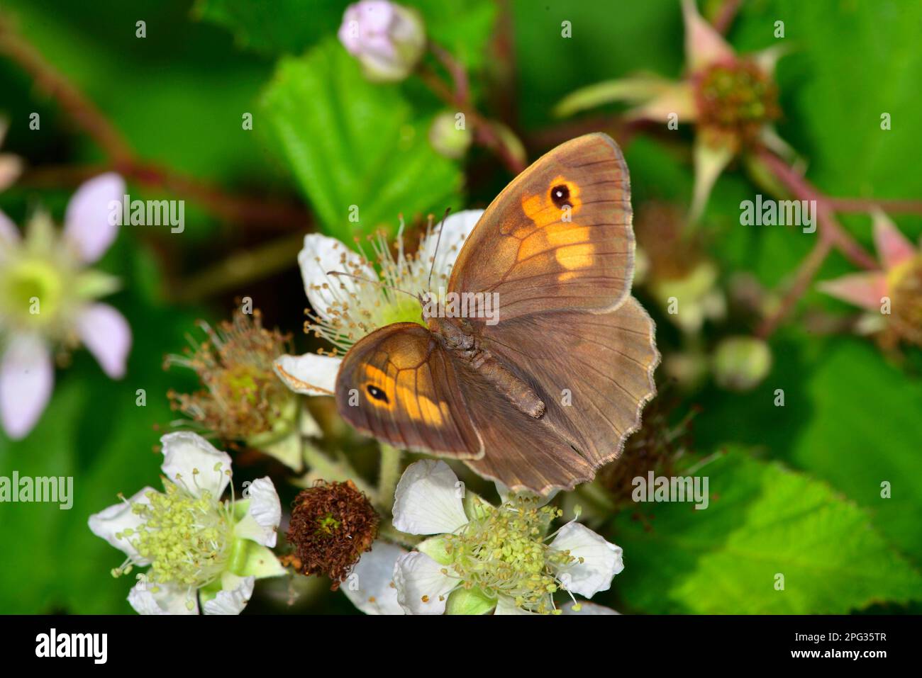 Meadow Brown (Maniola jurtina). Female on a flowering Bramble. Germany Stock Photo