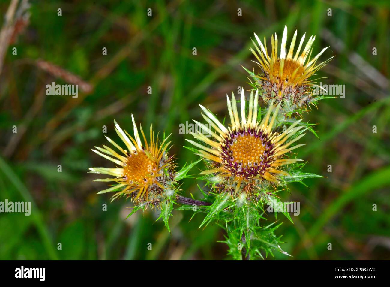 Carline Thistle (Carlina vulgaris). Three flower heads. Germany Stock Photo