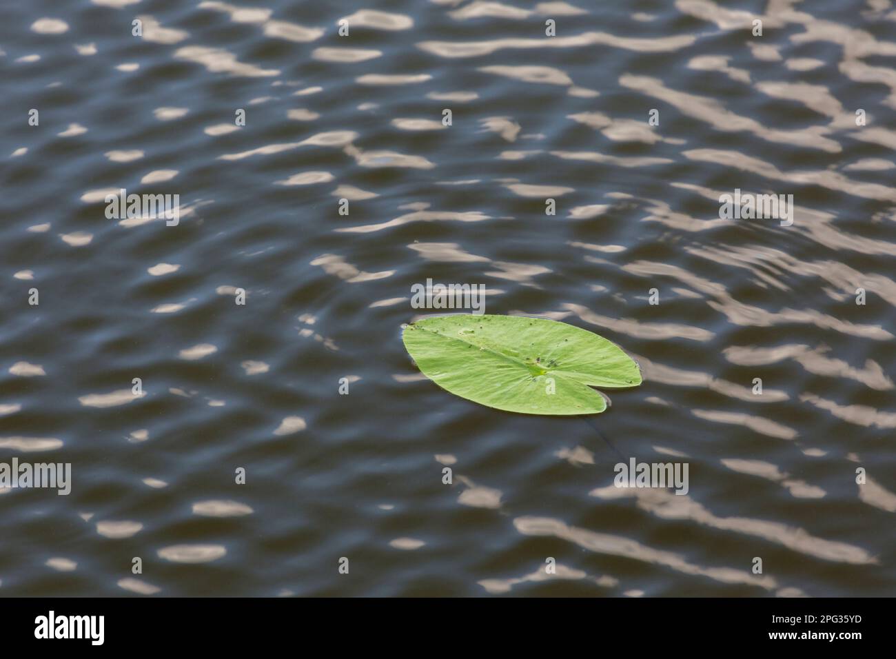 White Water Lily (Nymphaea alba). Leaf floating on water. Sweden Stock Photo